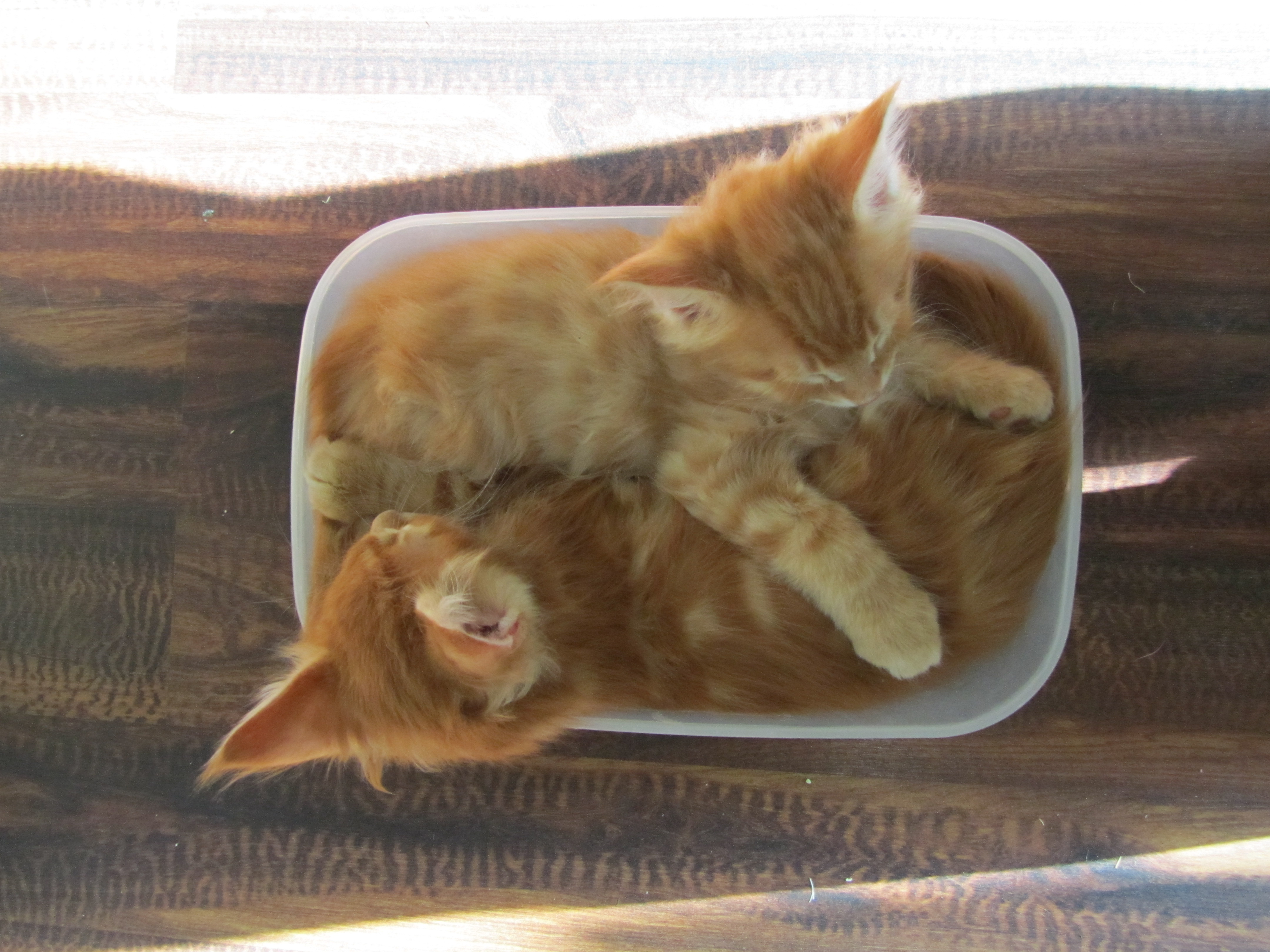 Котята мейн кун (IMG_1932)