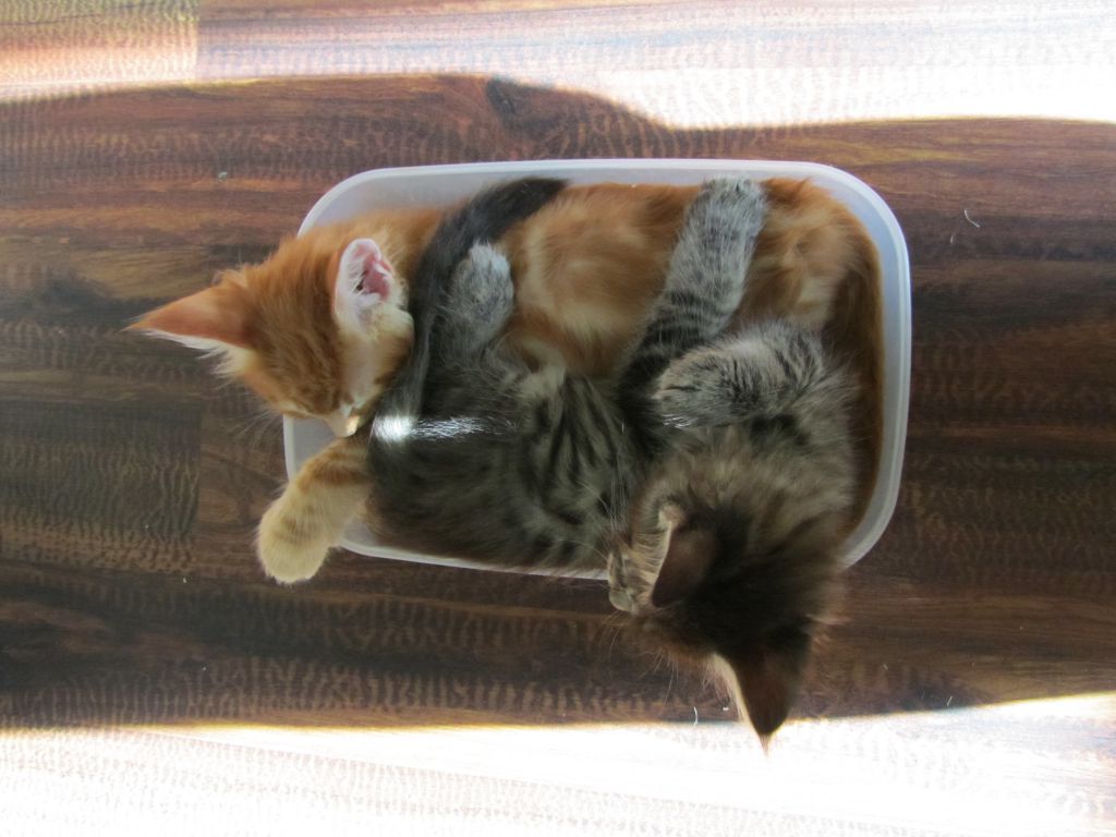 Котята мейн кун (IMG_1933)