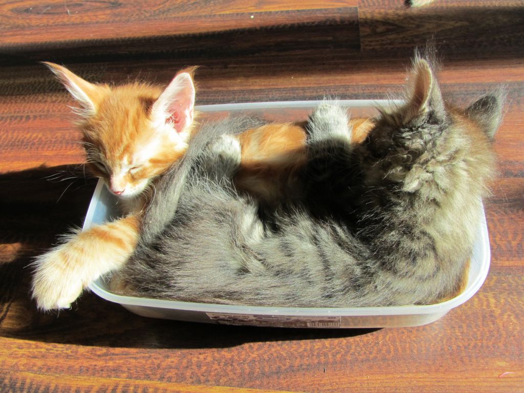 Котята мейн кун (IMG_1936)