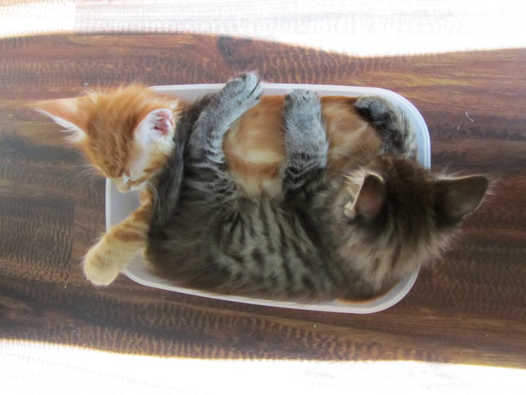 Котята мейн кун (IMG_1937)