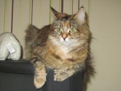 Кошка мейн кун Юки (IMG_0099)