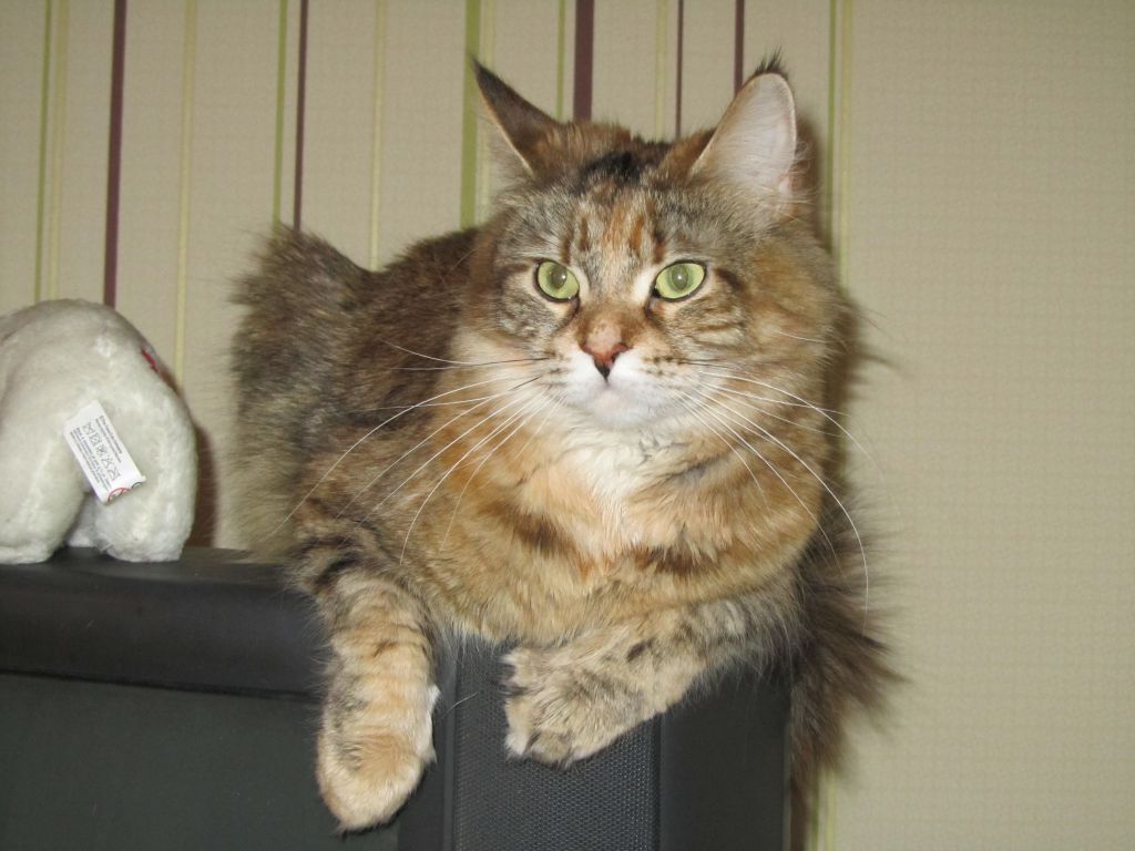 Кошка мейн кун Юки (IMG_0099)