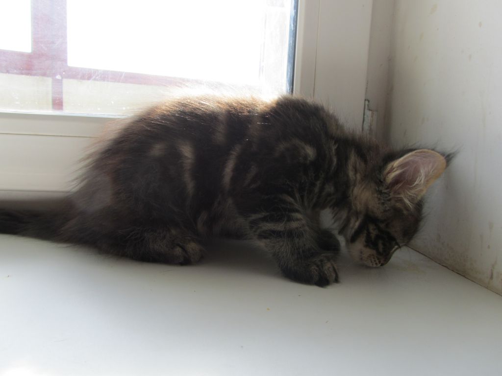 Котята мейн кун (IMG_1944)