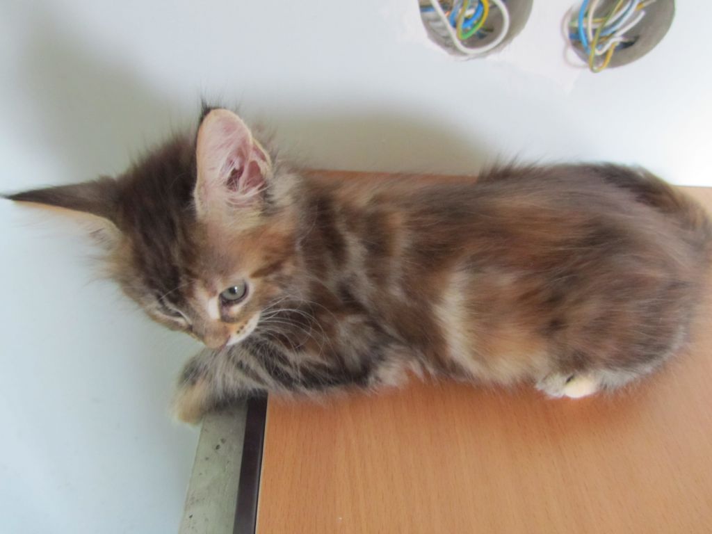 Котята мейн кун (IMG_1946)