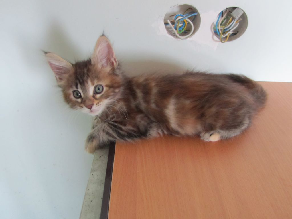 Котята мейн кун (IMG_1947)