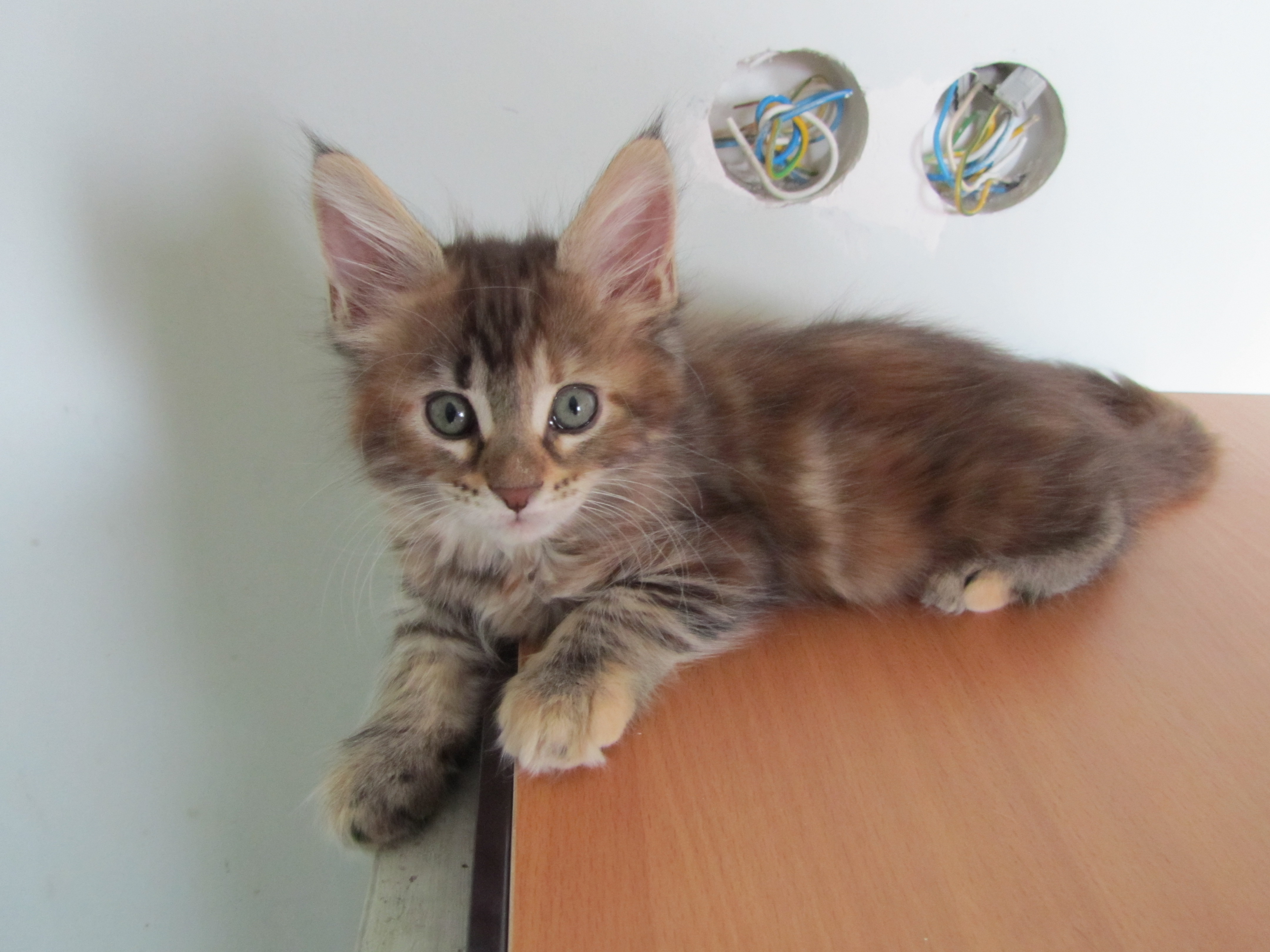Котята мейн кун (IMG_1948)