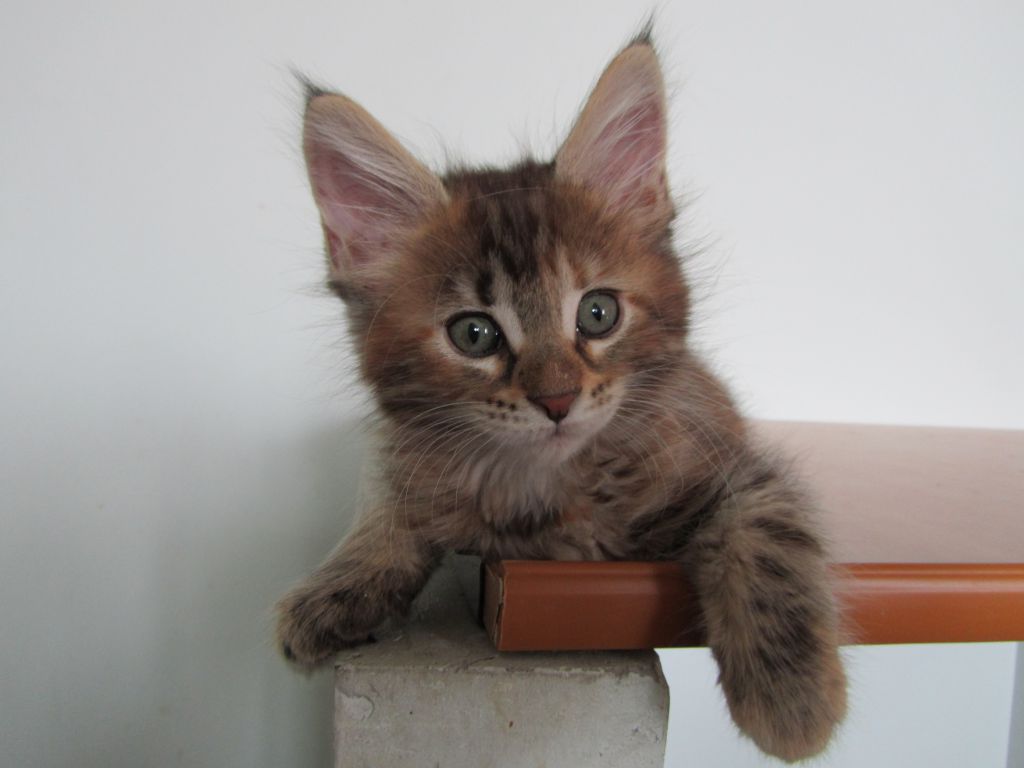 Котята мейн кун (IMG_1949)