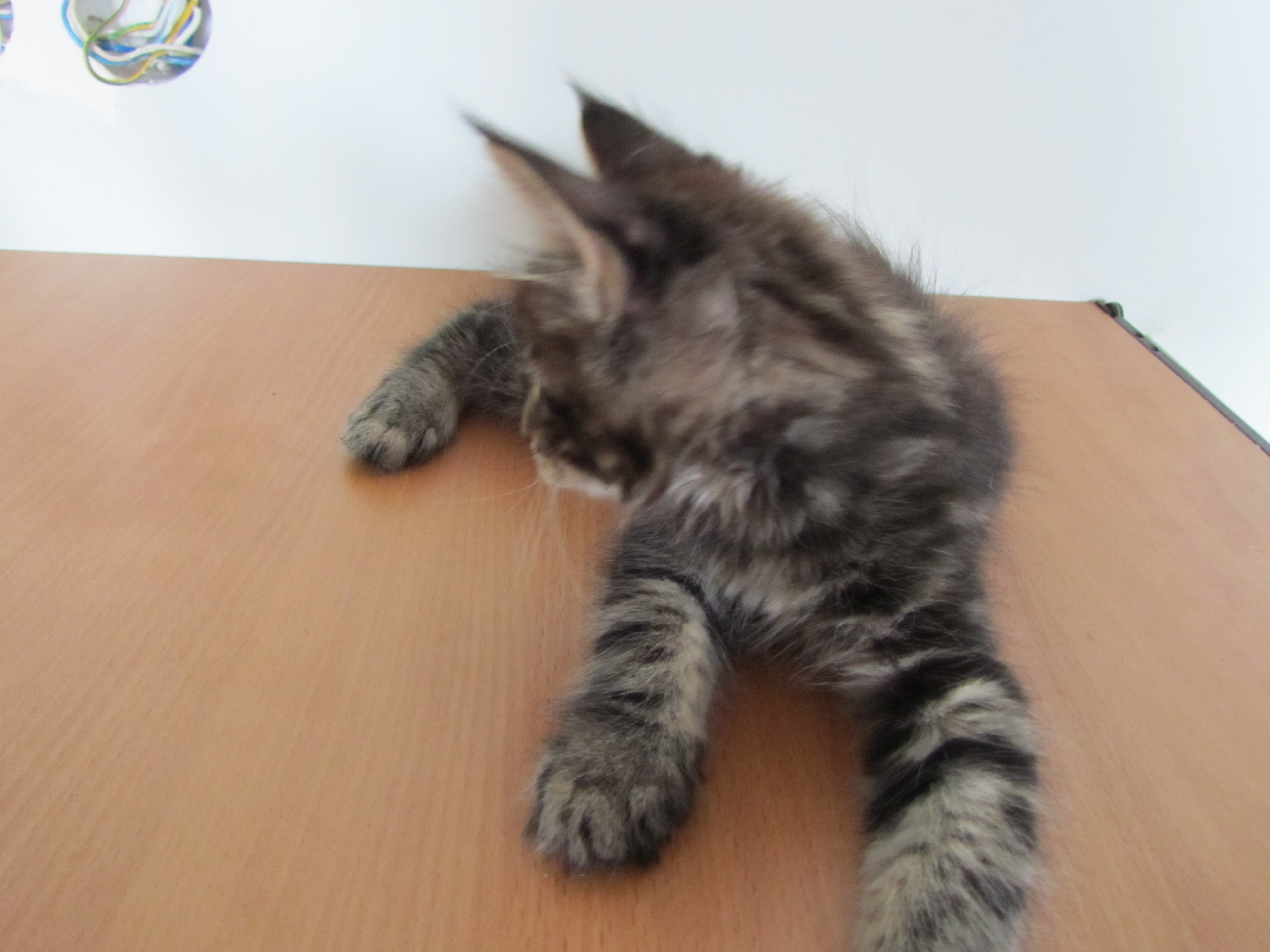 Котята мейн кун (IMG_1950)