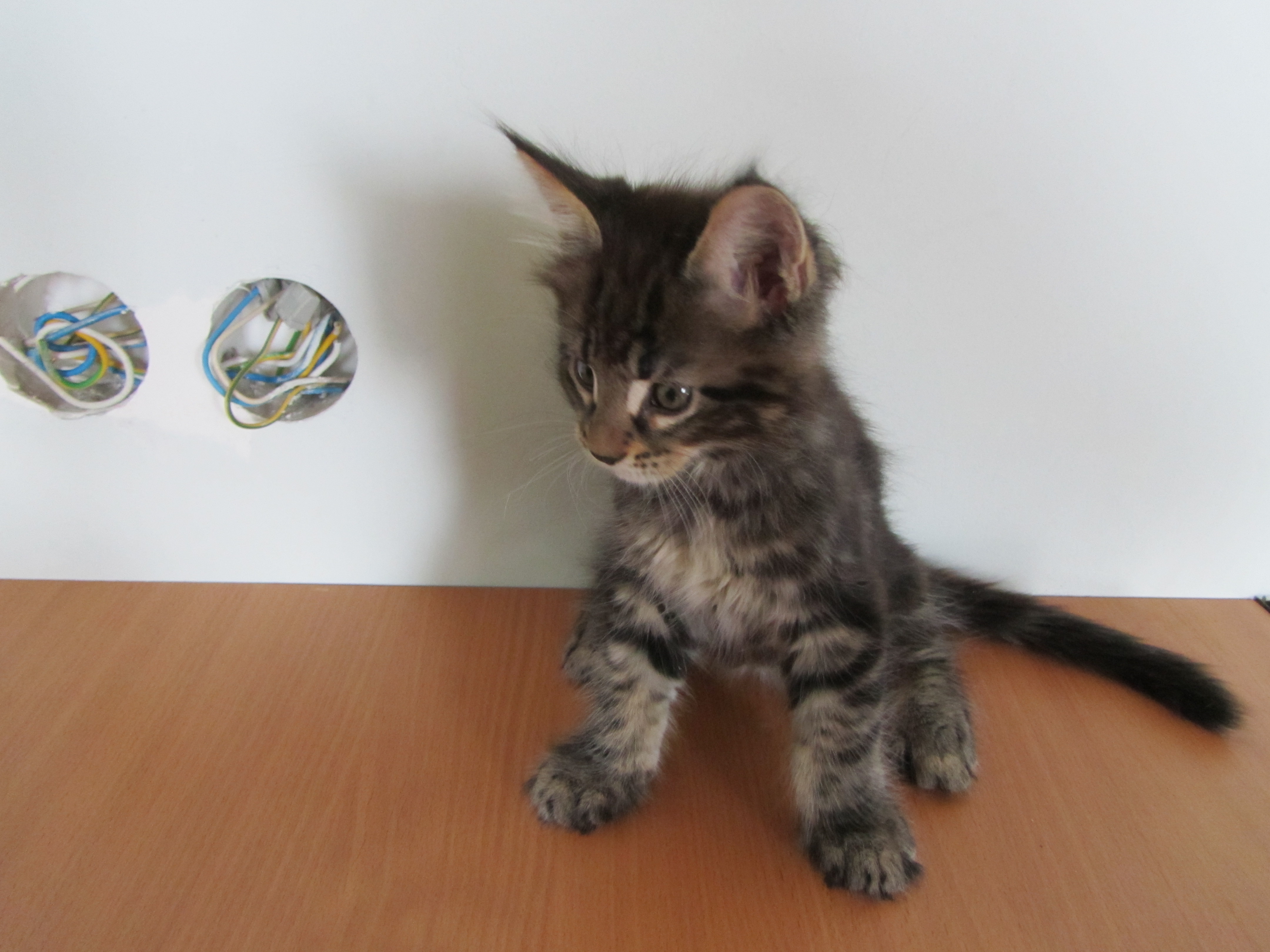Котята мейн кун (IMG_1952)