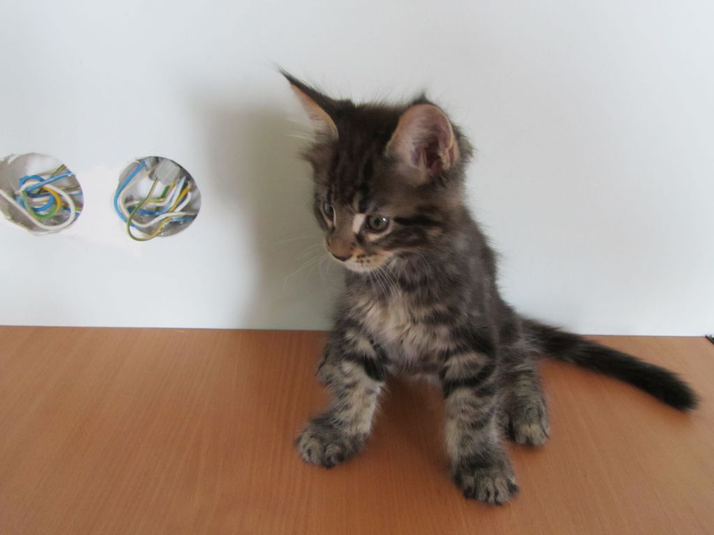 Котята мейн кун (IMG_1952)
