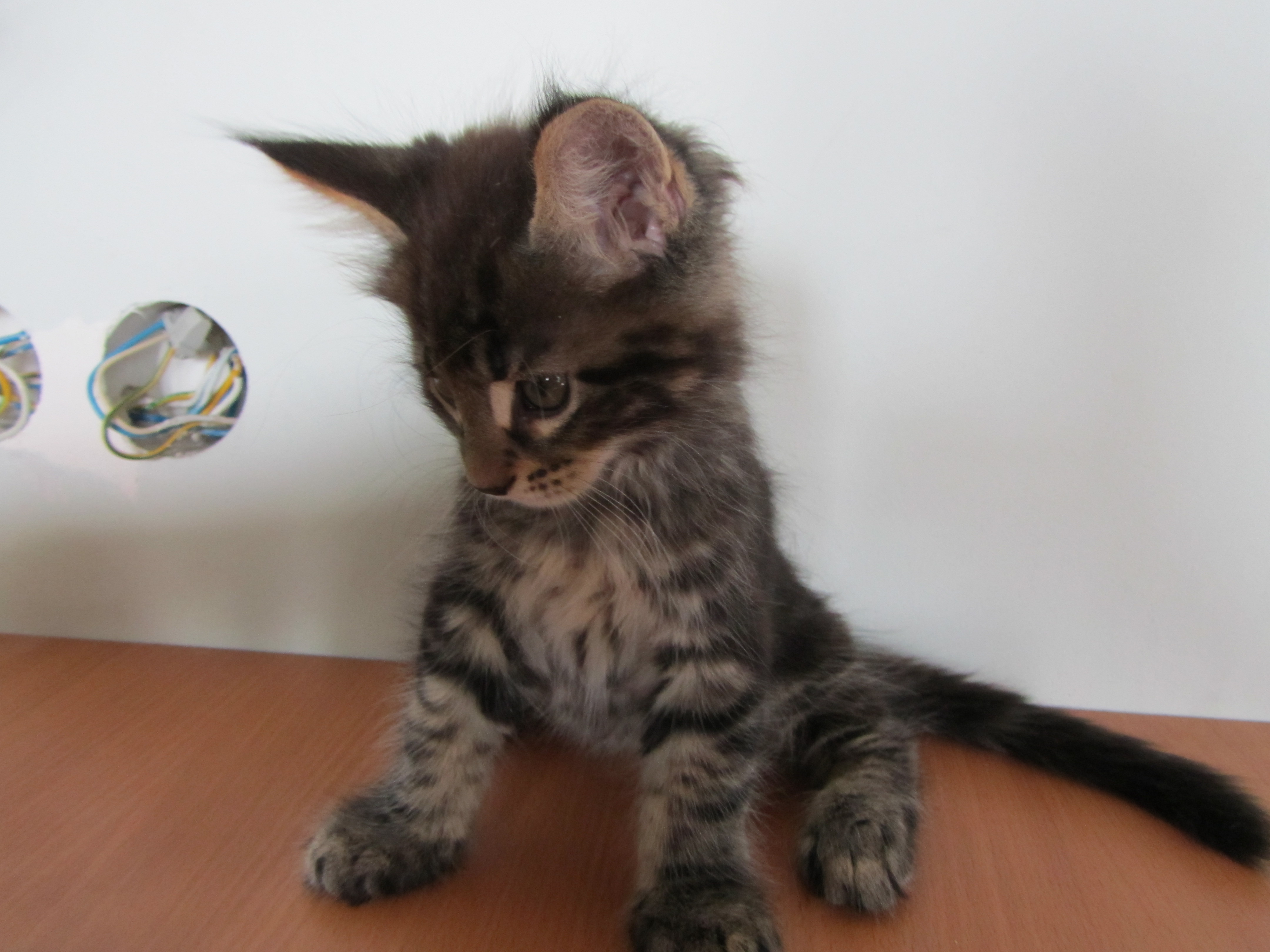 Котята мейн кун (IMG_1953)