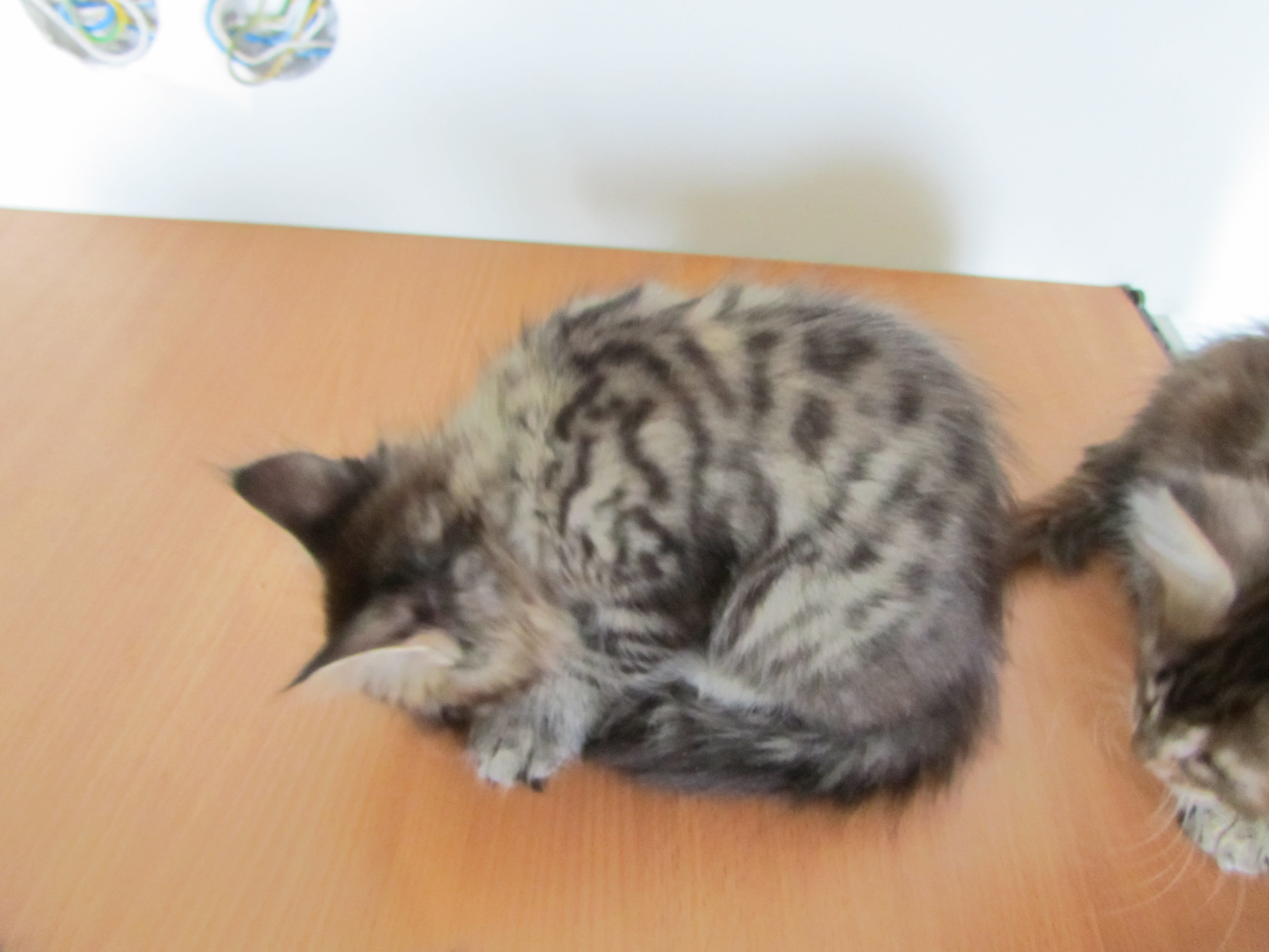 Котята мейн кун (IMG_1955)