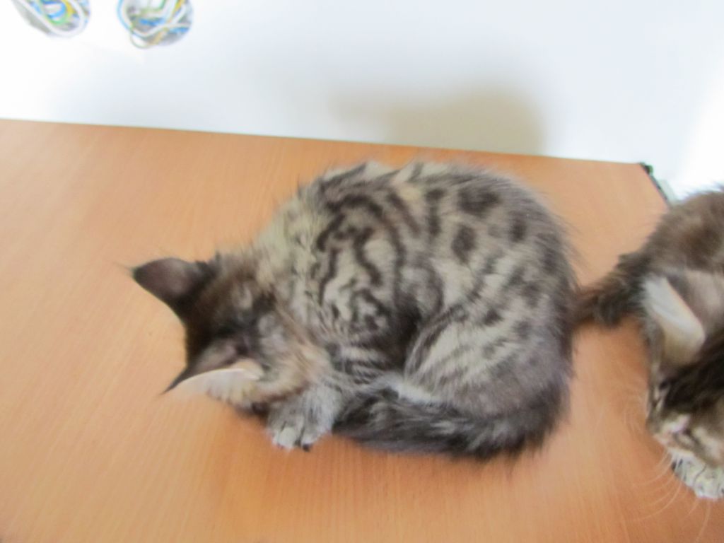 Котята мейн кун (IMG_1955)