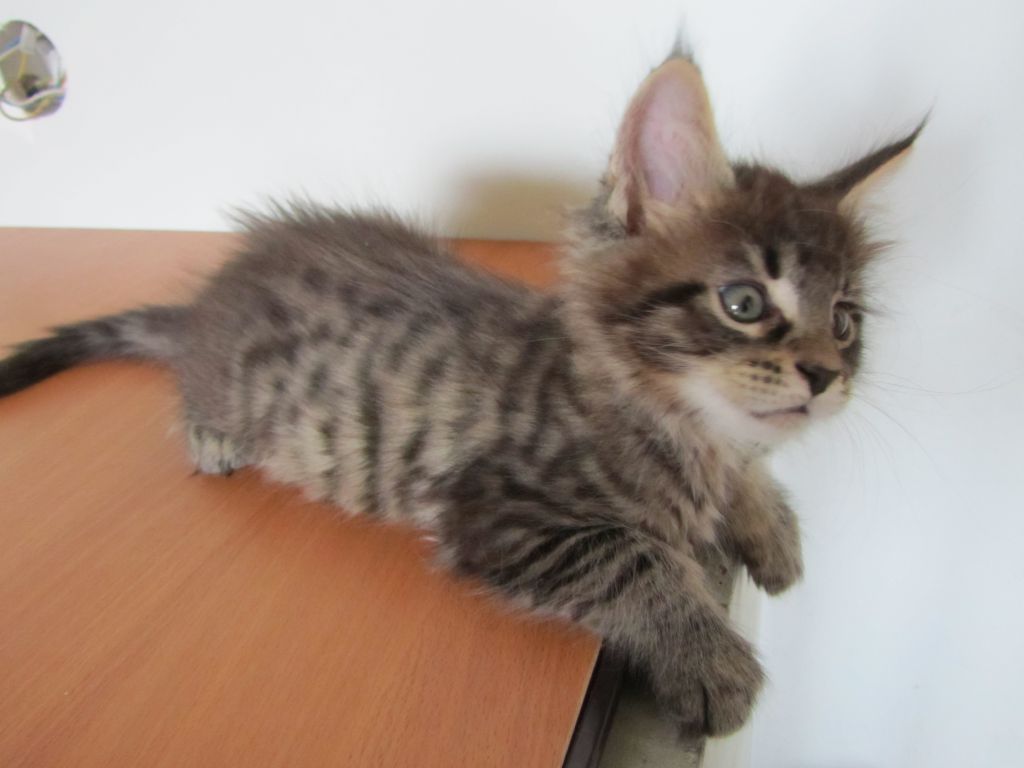 Котята мейн кун (IMG_1959)
