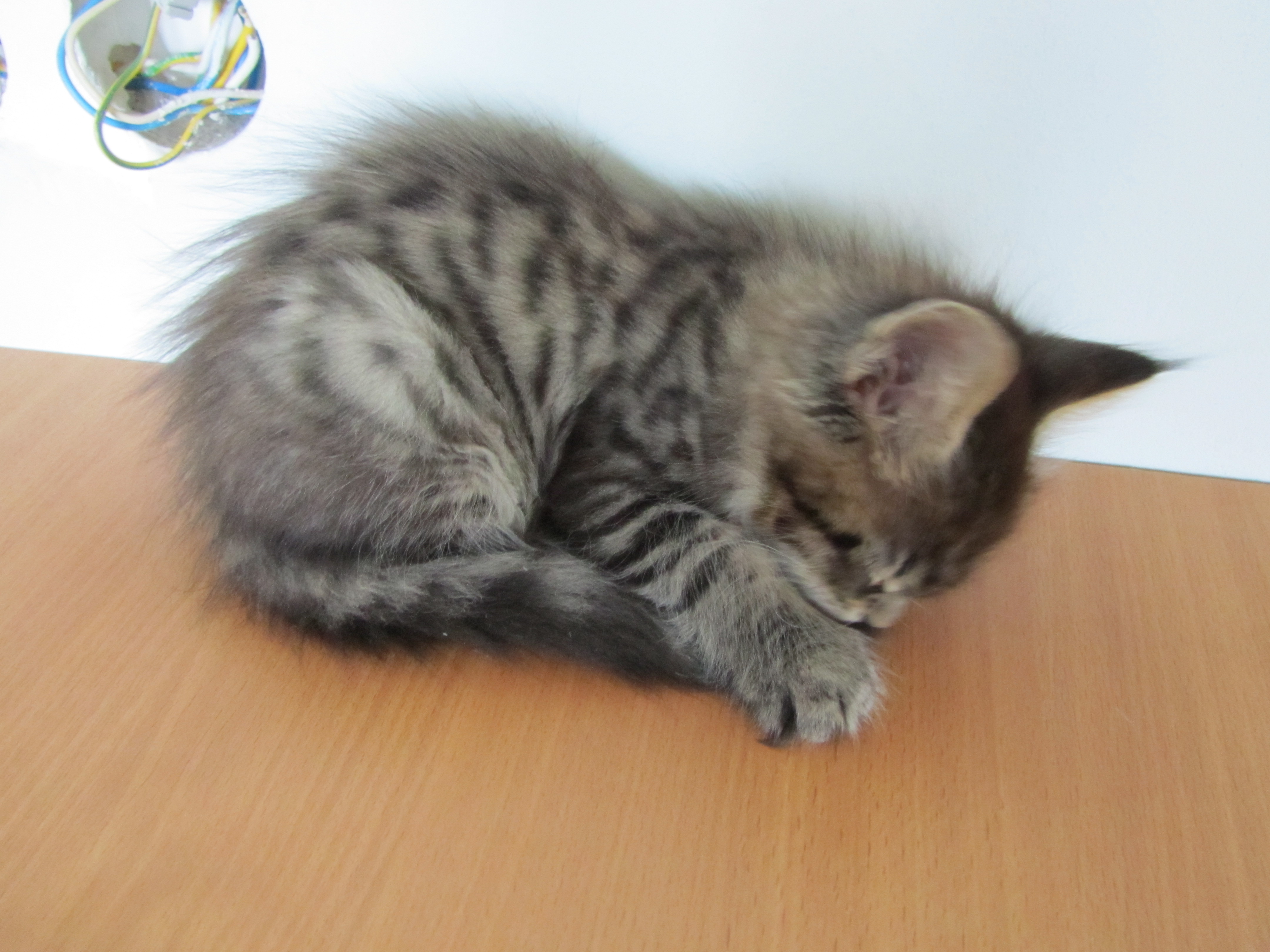 Котята мейн кун (IMG_1961)