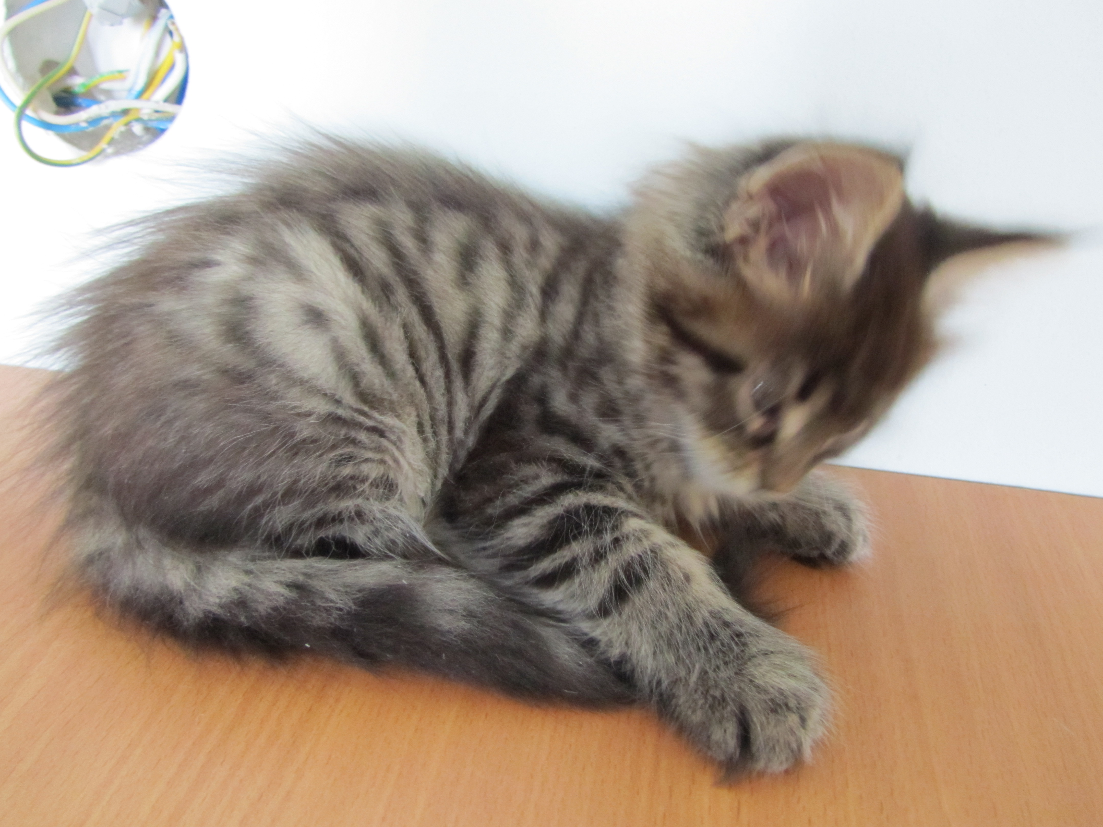 Котята мейн кун (IMG_1962)