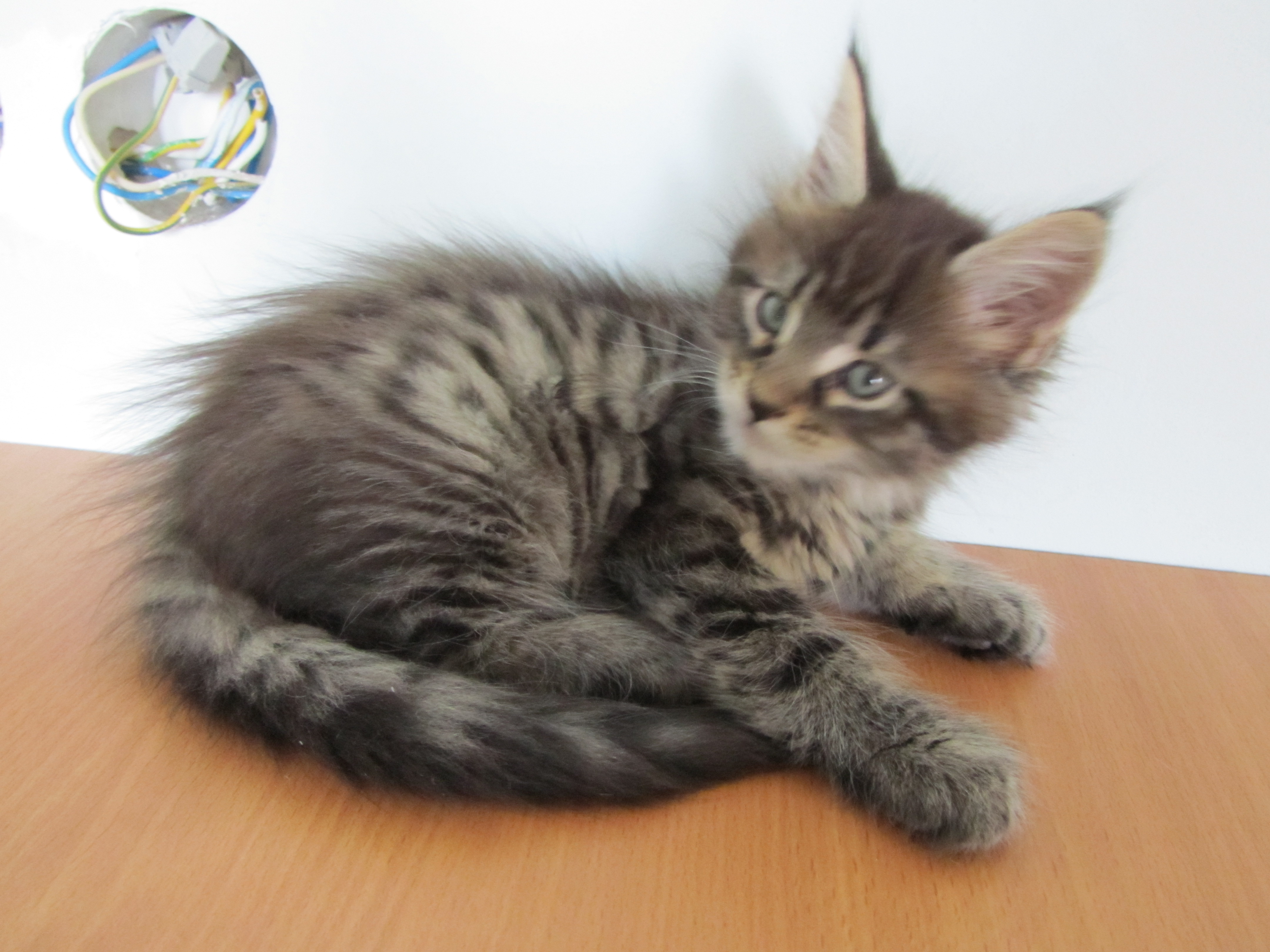 Котята мейн кун (IMG_1963)