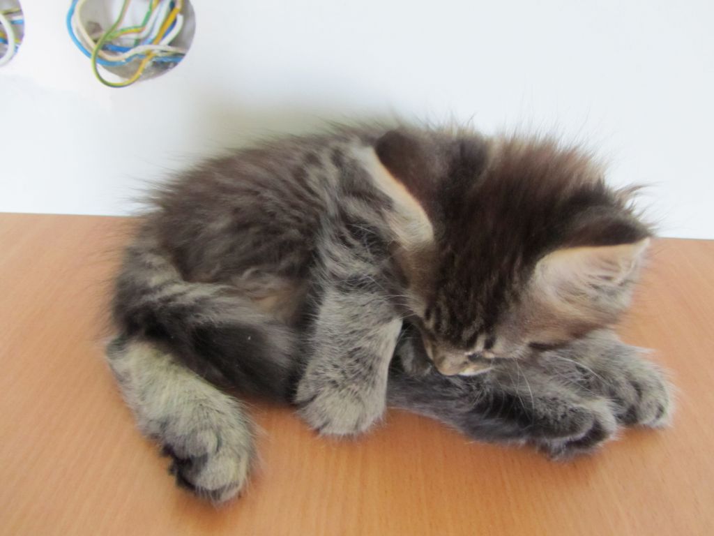 Котята мейн кун (IMG_1964)