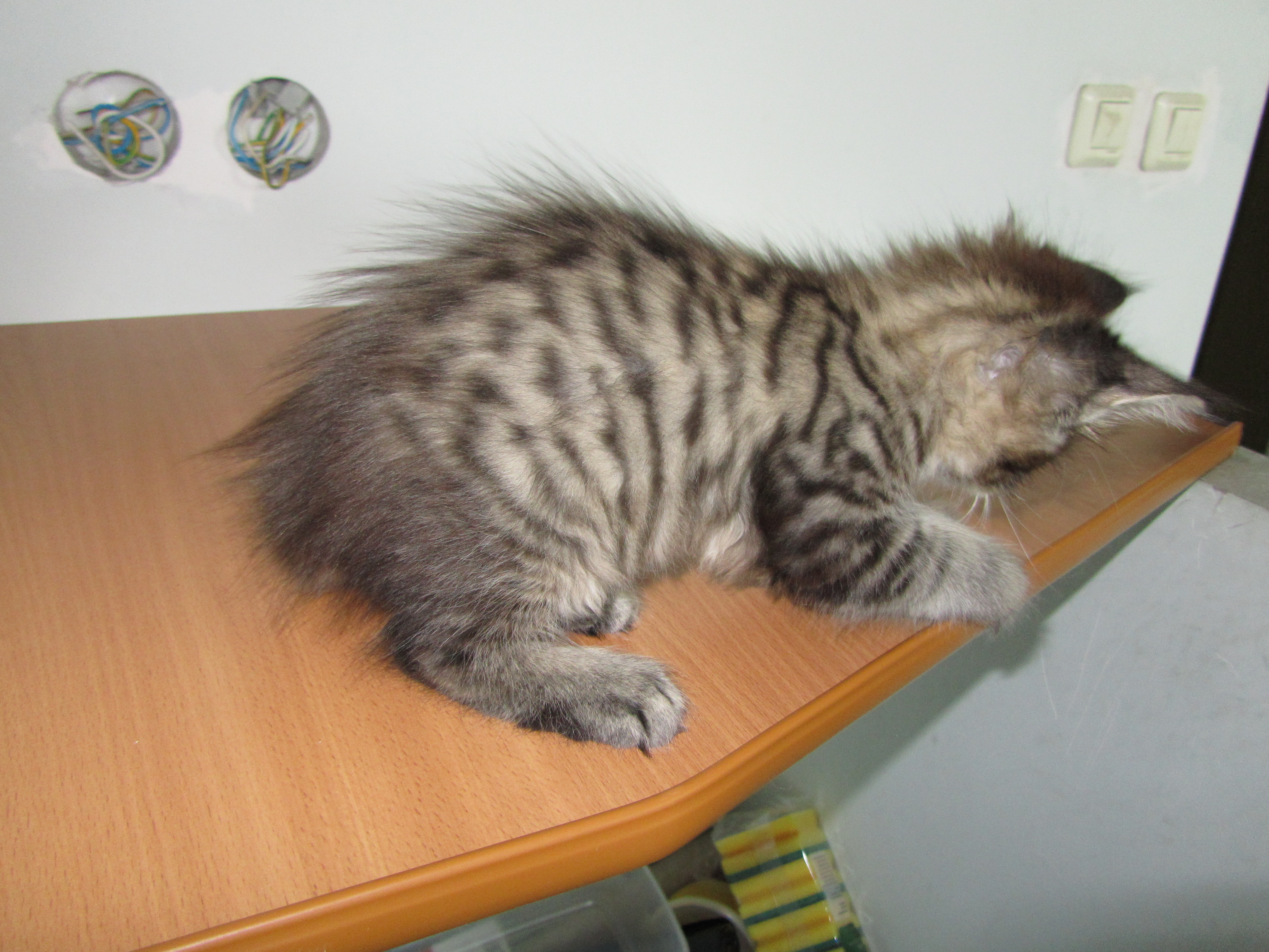 Котята мейн кун (IMG_1968)