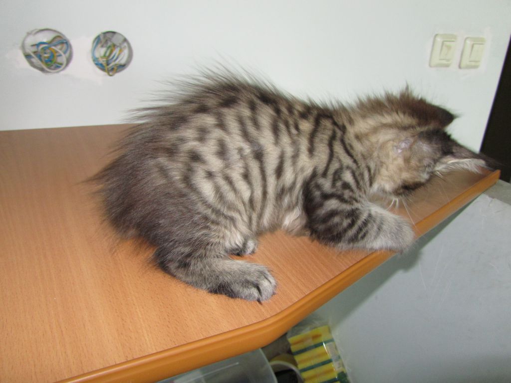 Котята мейн кун (IMG_1968)