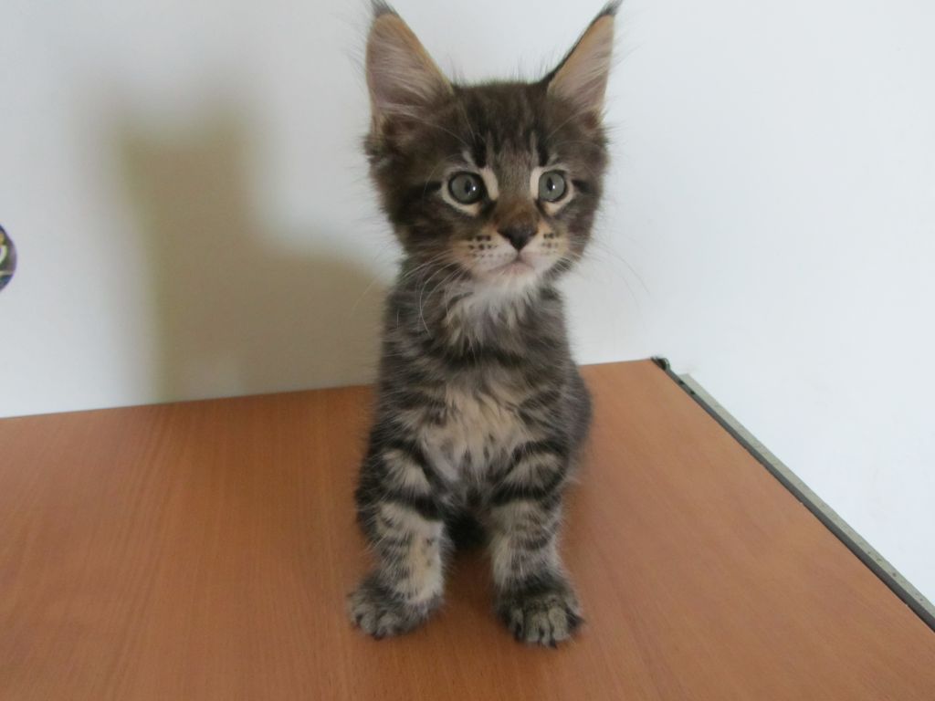 Котята мейн кун (IMG_1971)