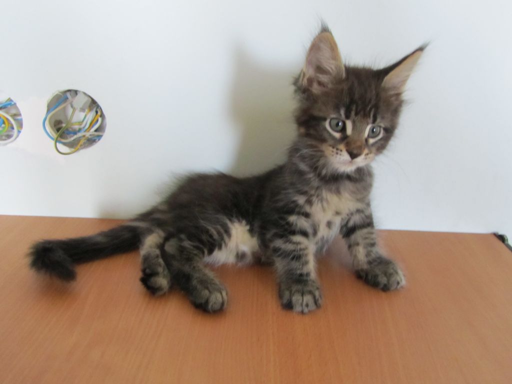 Котята мейн кун (IMG_1972)