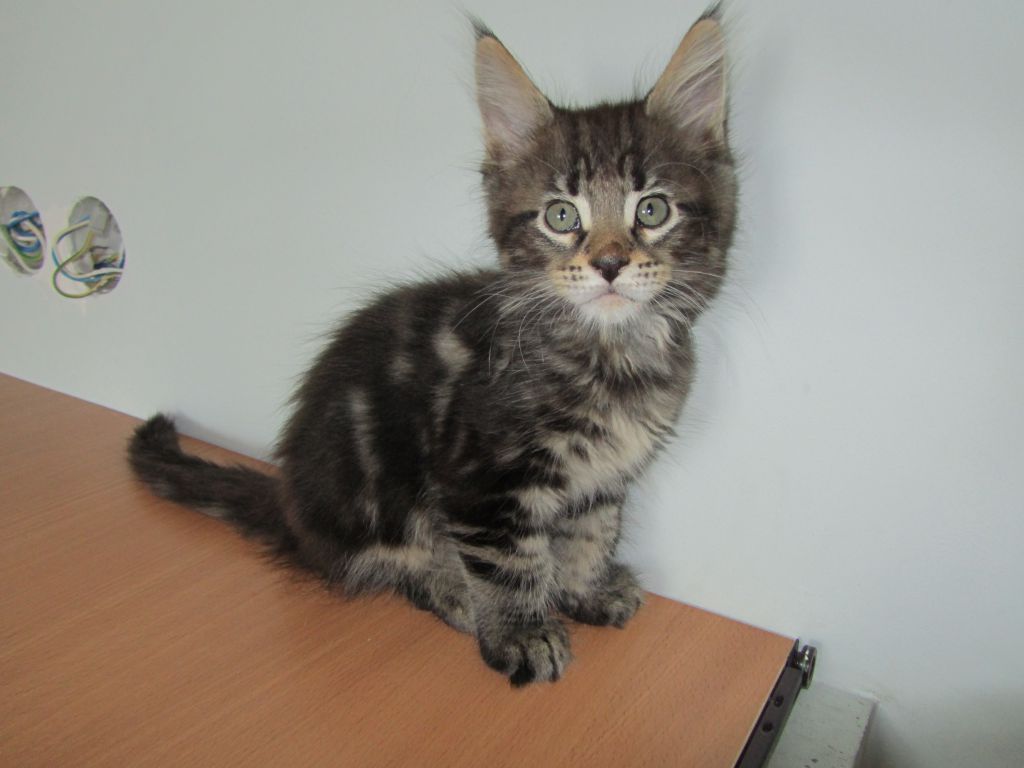 Котята мейн кун (IMG_1974)