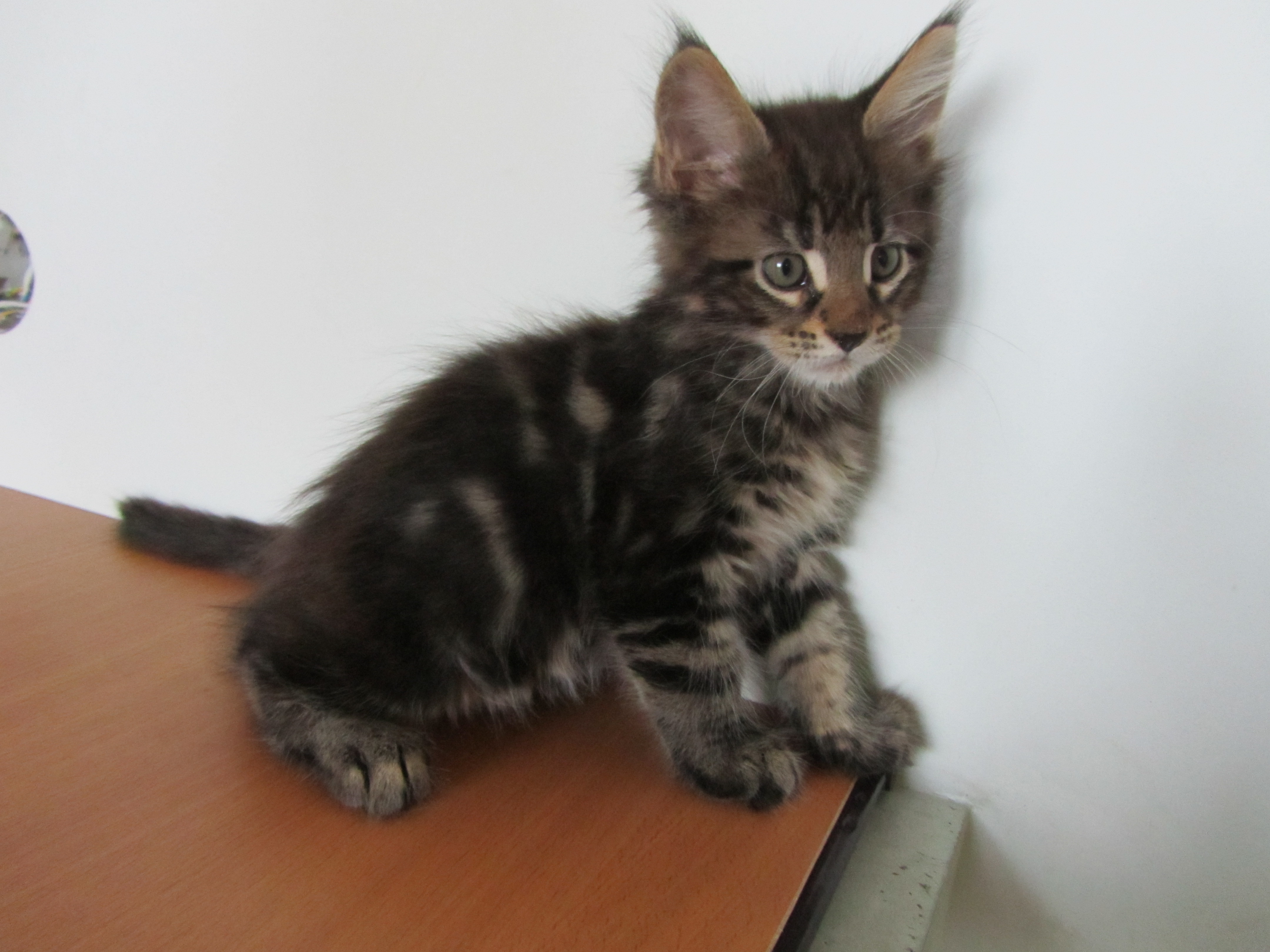 Котята мейн кун (IMG_1975)
