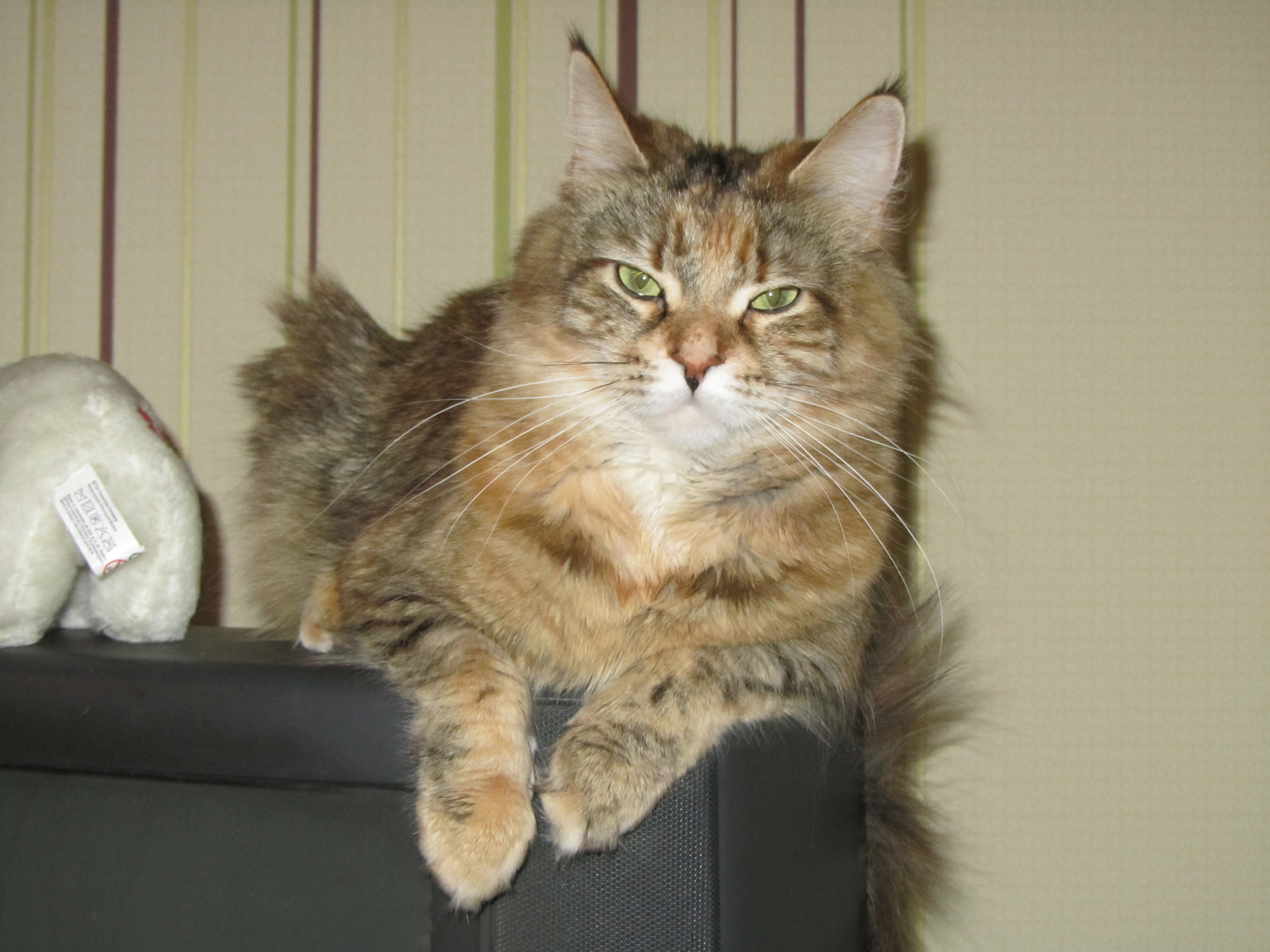 Кошка мейн кун Юки (IMG_0102)