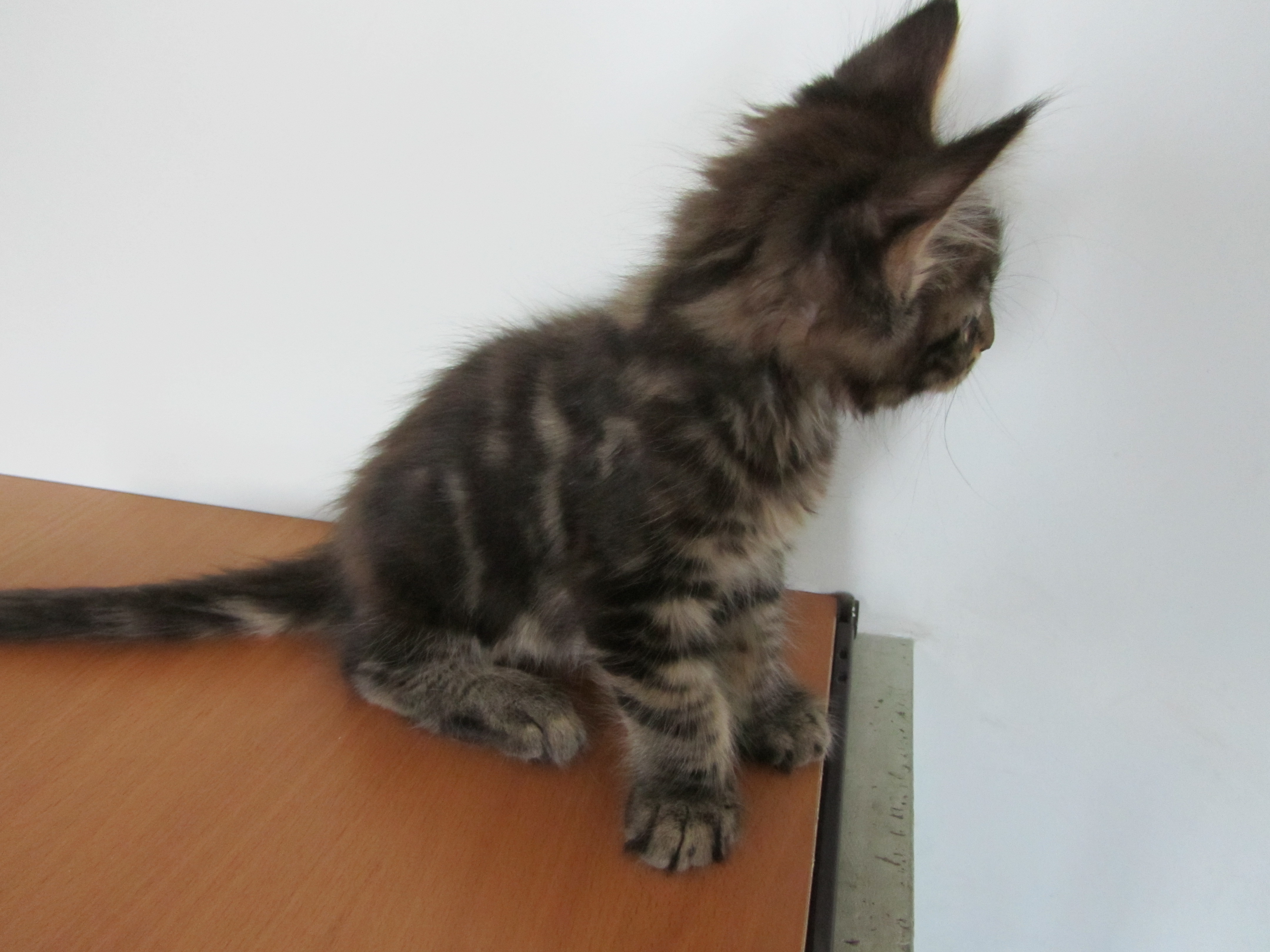 Котята мейн кун (IMG_1976)