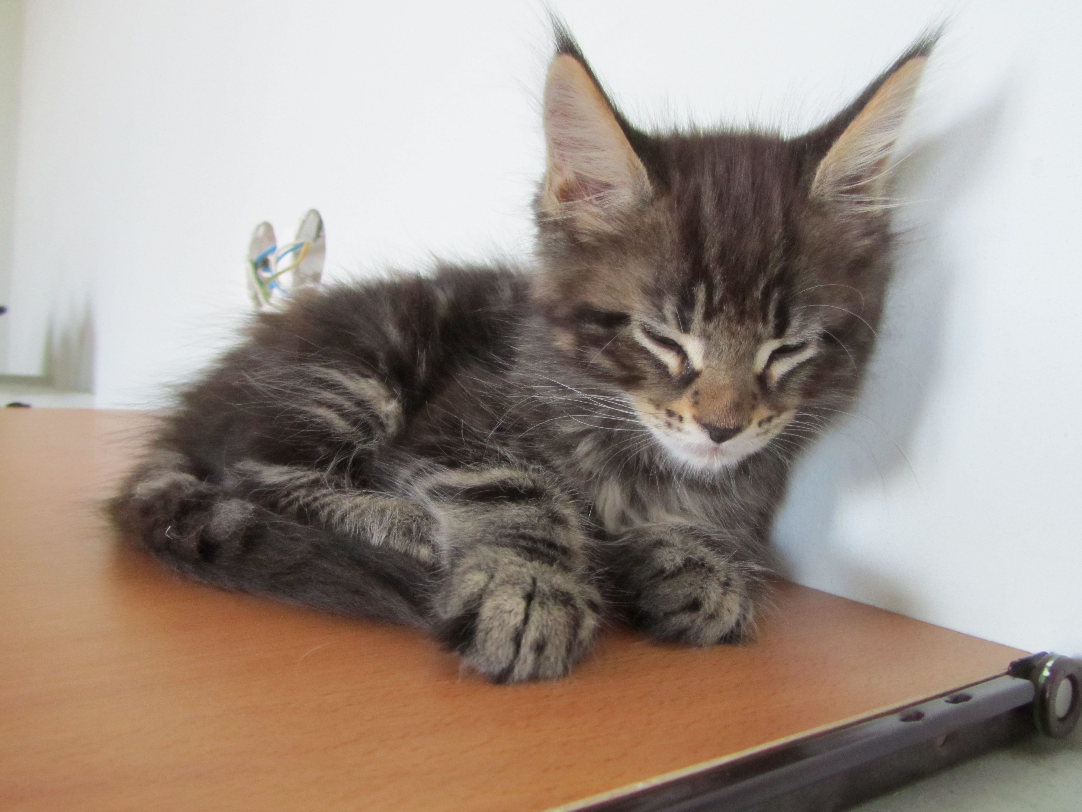 Котята мейн кун (IMG_1985)
