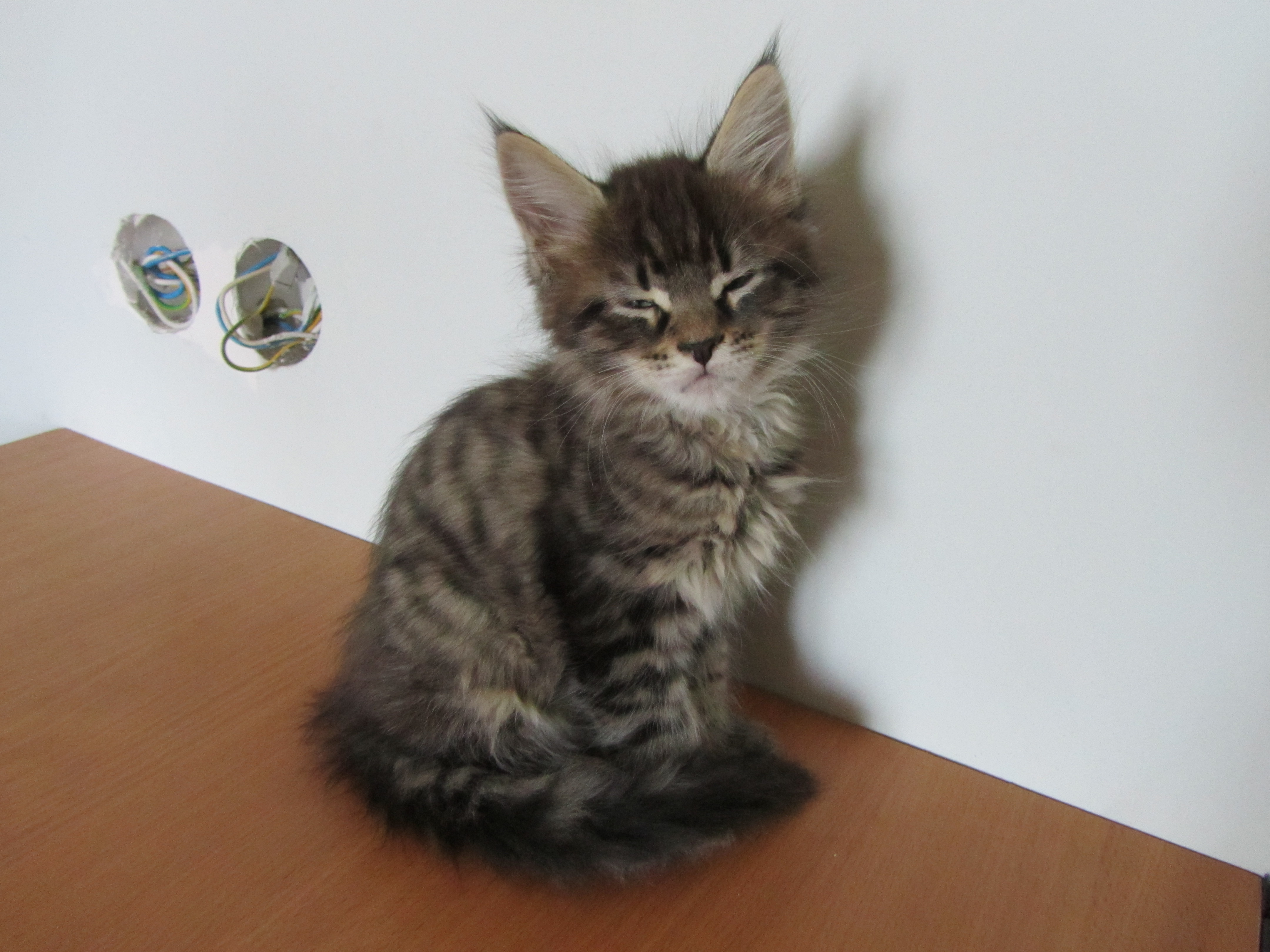 Котята мейн кун (IMG_1988)