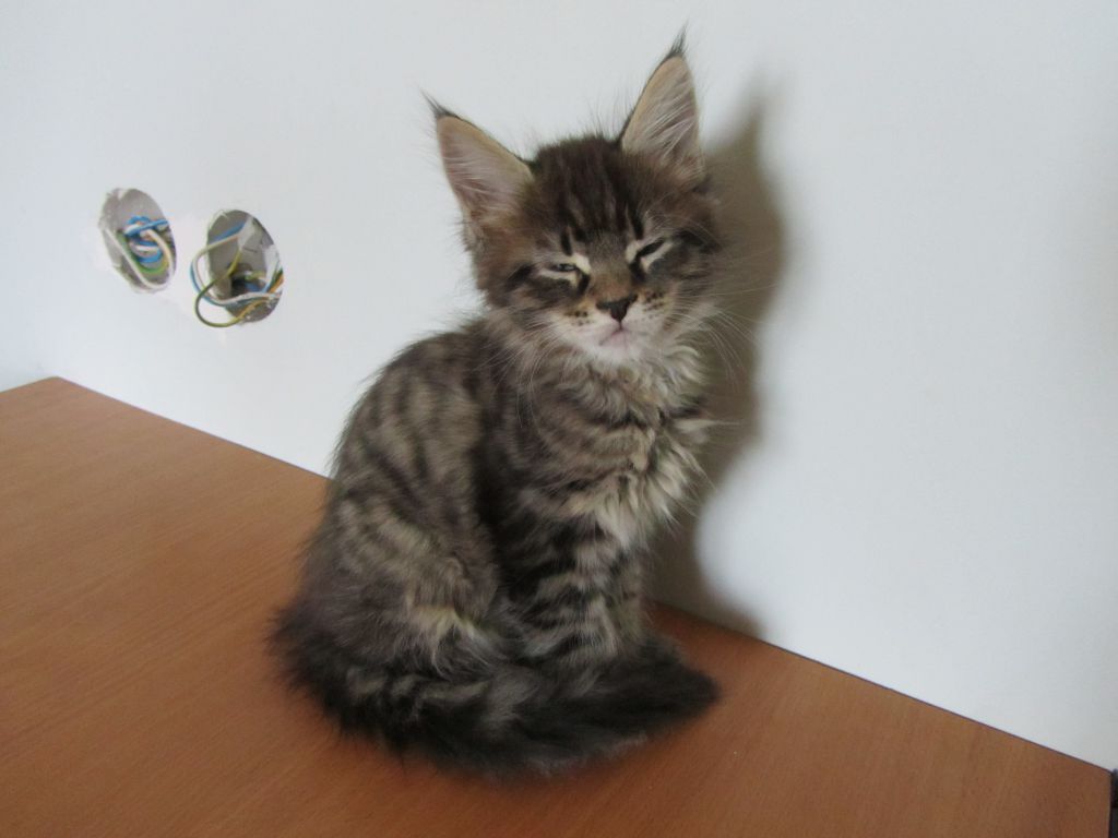 Котята мейн кун (IMG_1988)