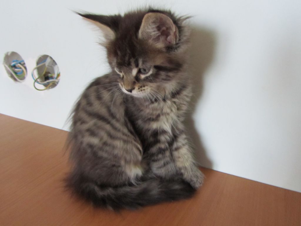 Котята мейн кун (IMG_1990)