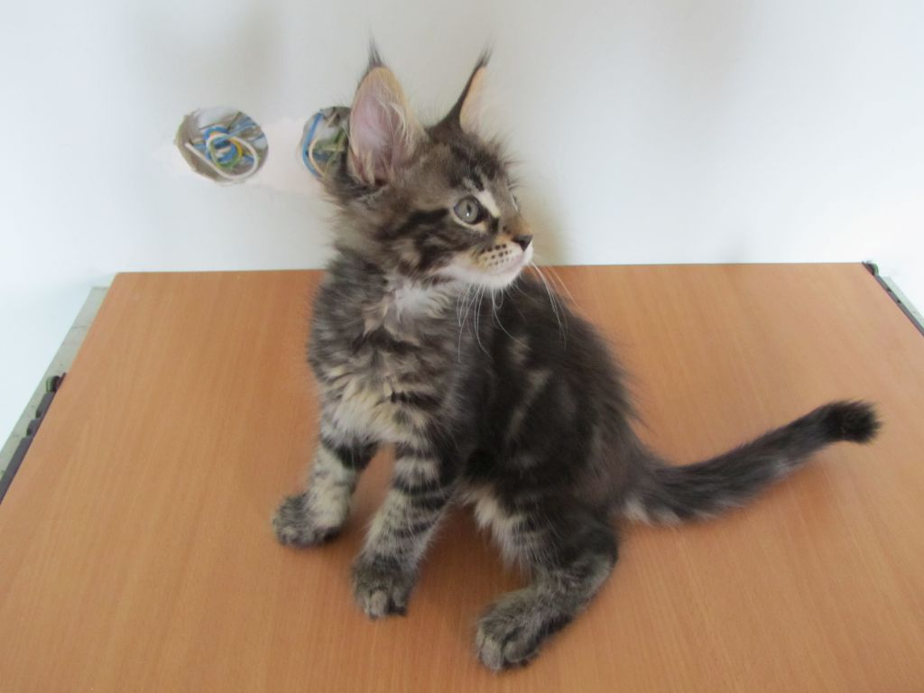 Котята мейн кун (IMG_2010)