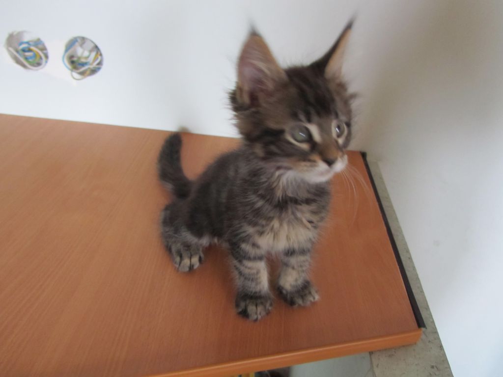Котята мейн кун (IMG_2011)