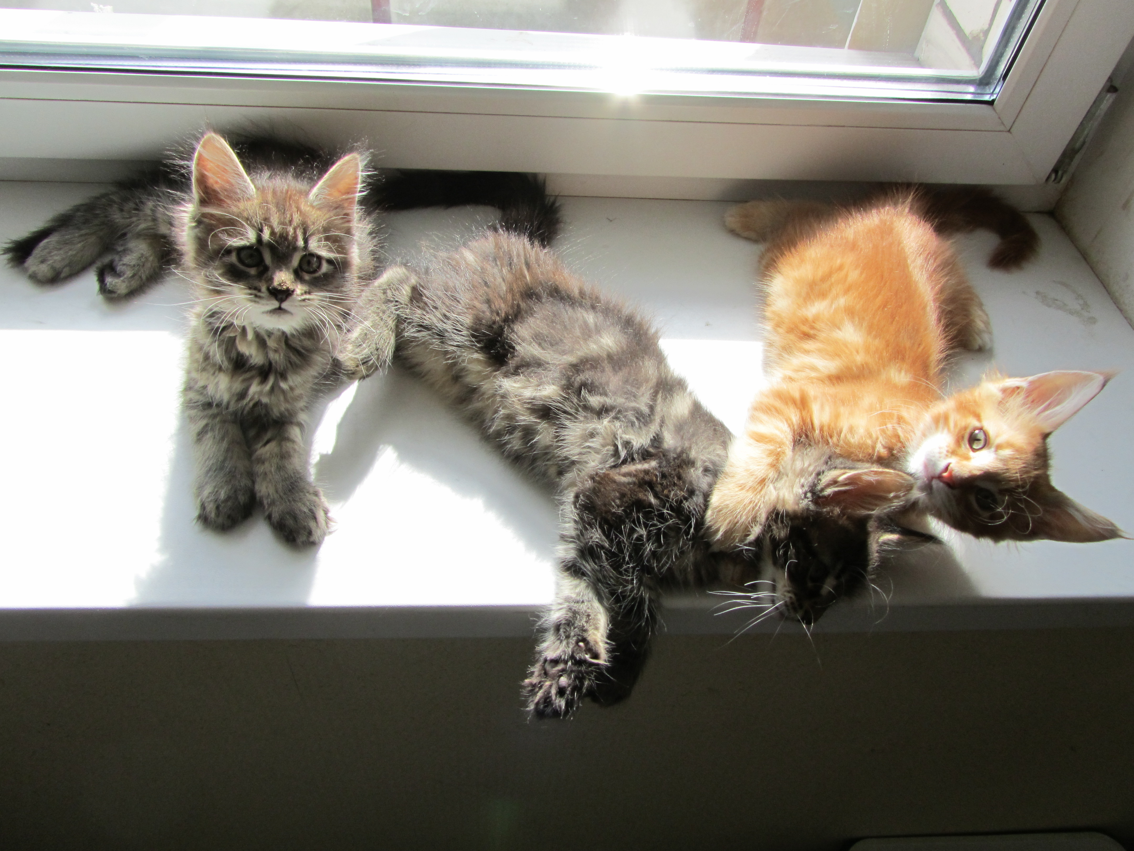 Котята мейн кун (IMG_2012)