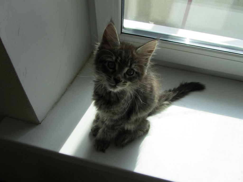 Котята мейн кун (IMG_2015)