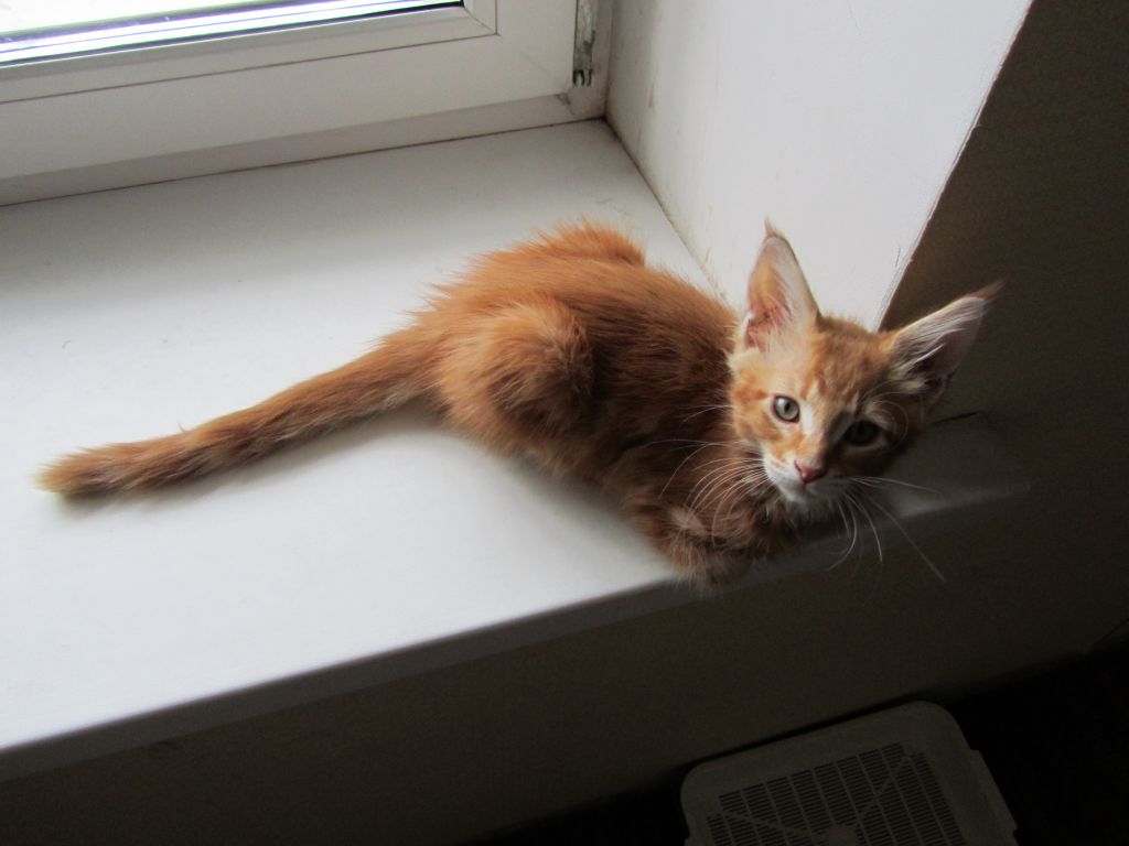 Котята мейн кун (IMG_2018)
