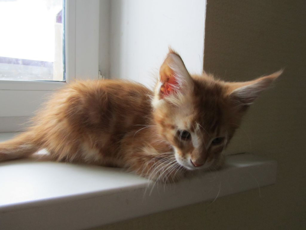 Котята мейн кун (IMG_2019)