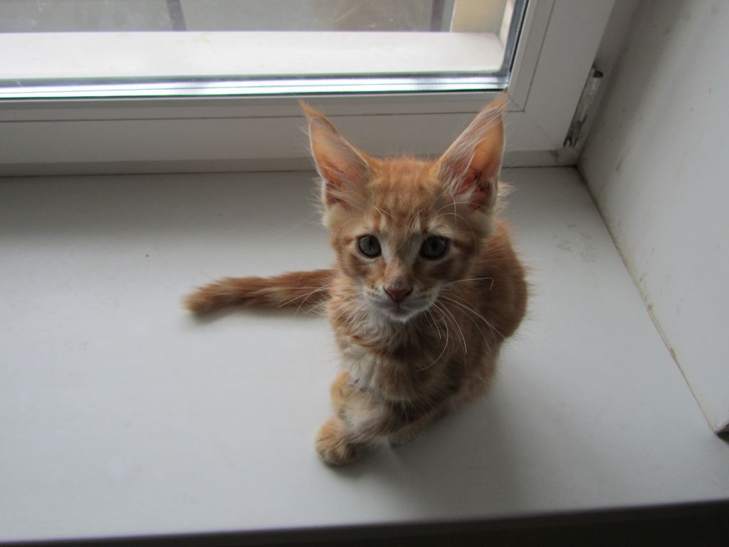 Котята мейн кун (IMG_2023)