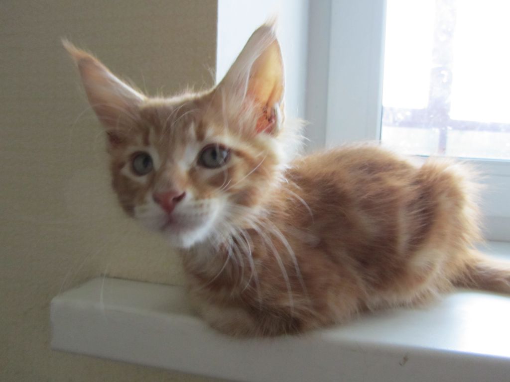 Котята мейн кун (IMG_2024)