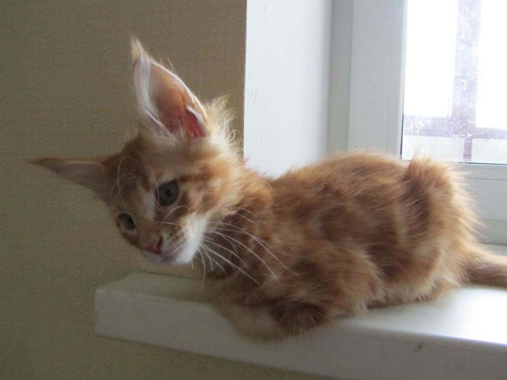Котята мейн кун (IMG_2025)