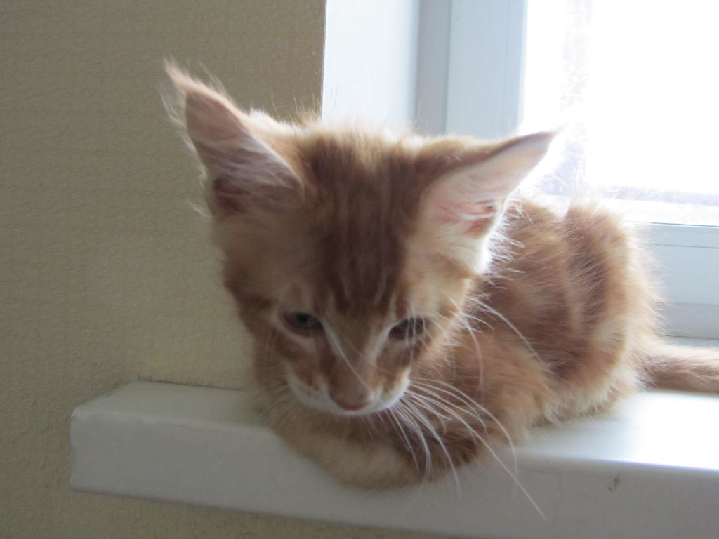 Котята мейн кун (IMG_2026)