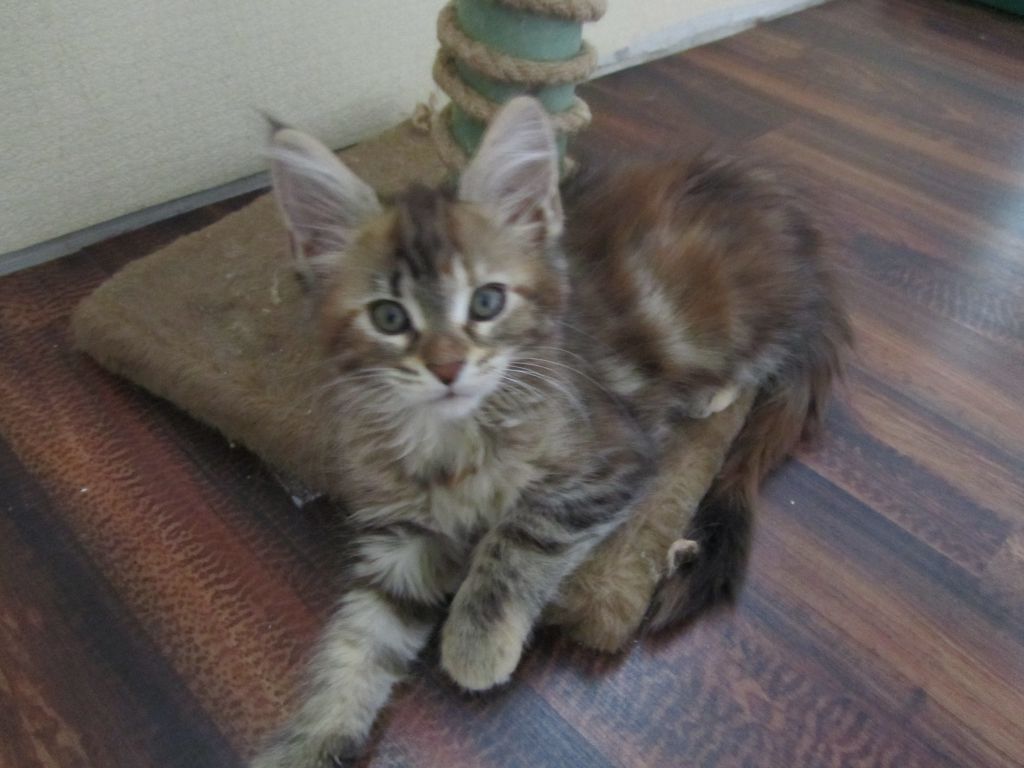 Котята мейн кун (IMG_2028)