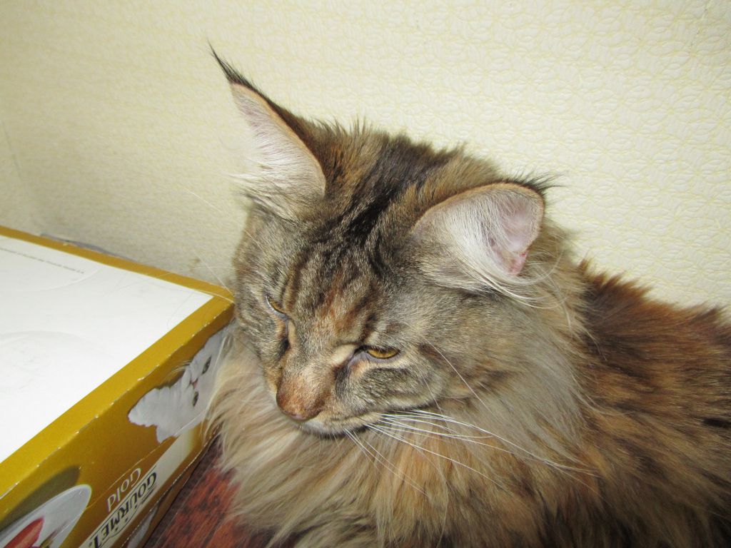 Кошка мейн кун Касси (IMG_2029)