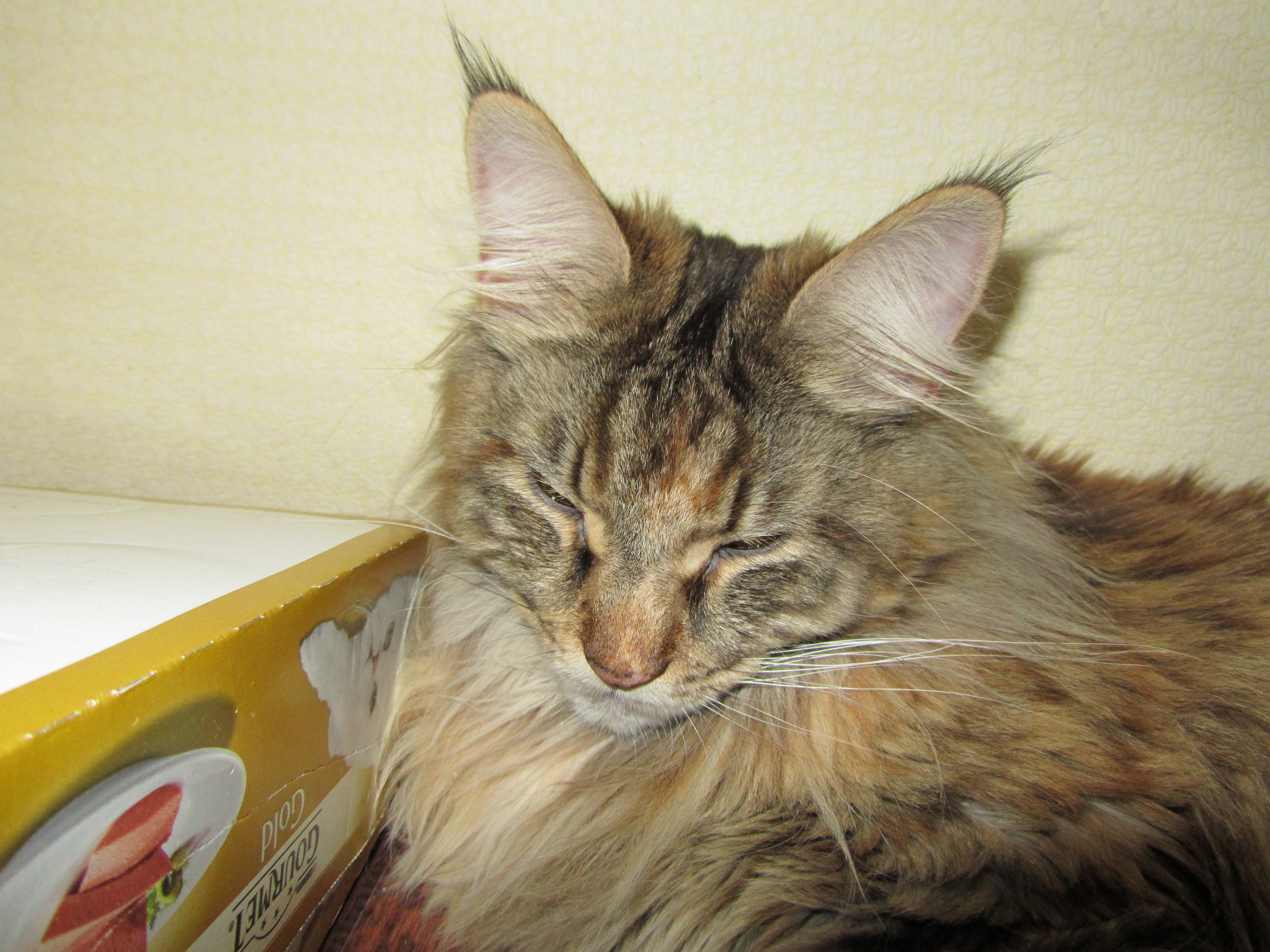 Кошка мейн кун Касси (IMG_2030)