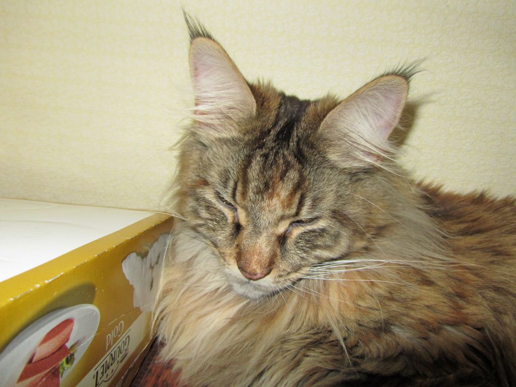 Кошка мейн кун Касси (IMG_2030)
