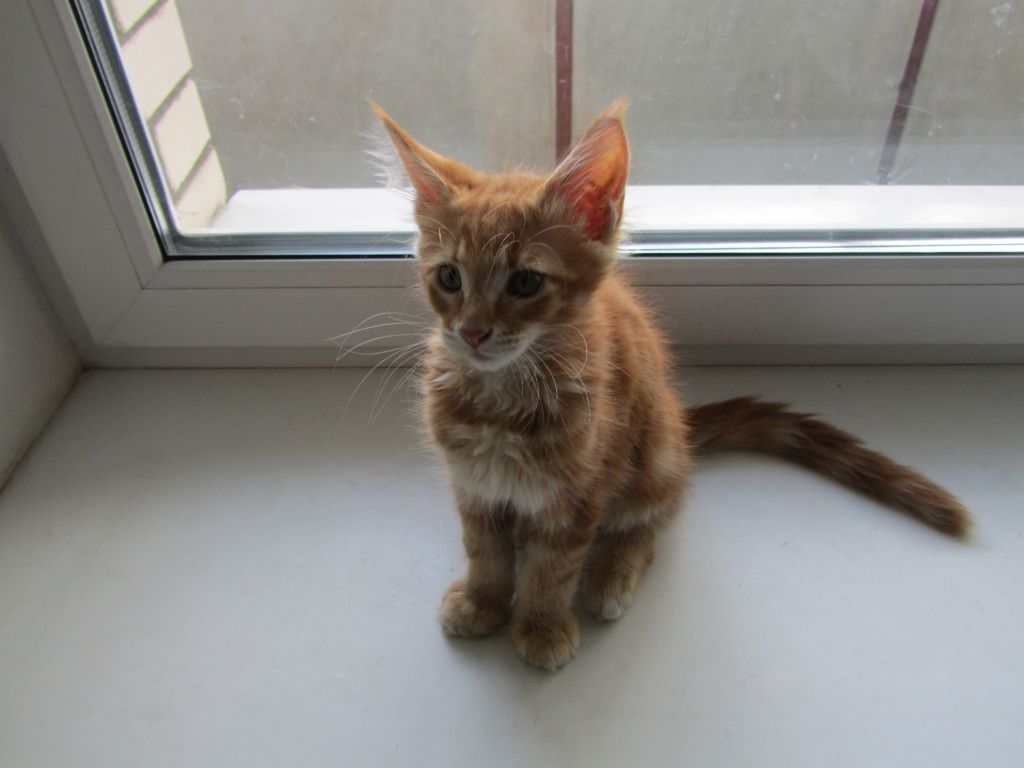 Котята мейн кун (IMG_2036)