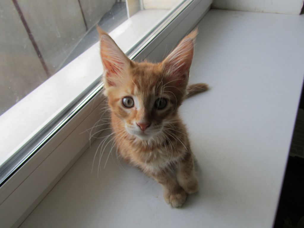 Котята мейн кун (IMG_2037)